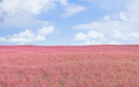 Pink grassland and outdoor background, 3d rendering. Computer digital drawing.