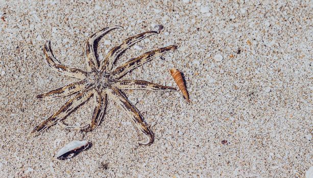 BANNER Sea aquatic unusual nine leg Starfish skeleton echinoderm Luidia arm taper at end bear fringe of white spine. Yellow colour dark orange stripes. Sand, tourism, oceanology marine biology concept.