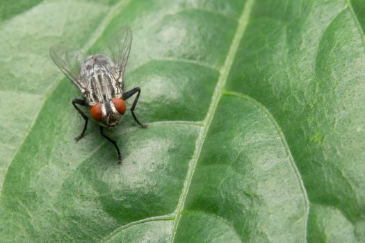 Close-up photo of a fly on a leaf