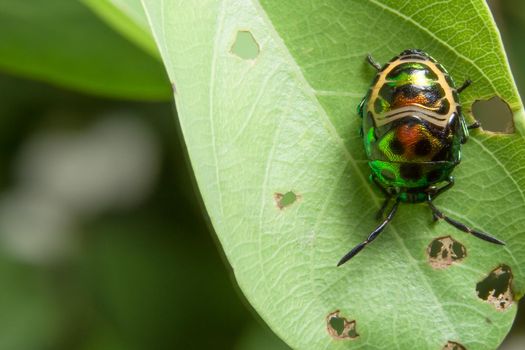 Take a close-up shot of a green ladybug.