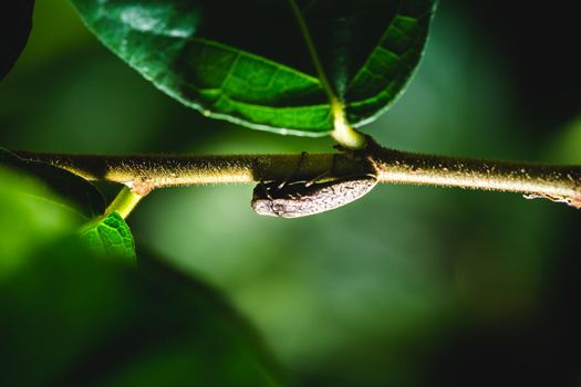 Insect on the leaf