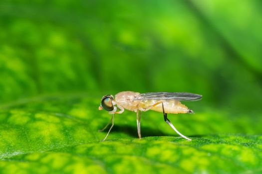 Fly on the leaf