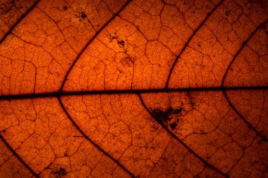 Background pattern of leaf