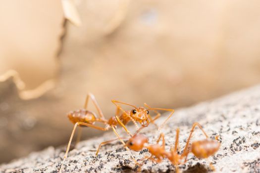 Macro red ant