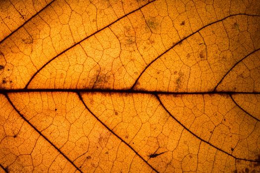 Background pattern of leaf