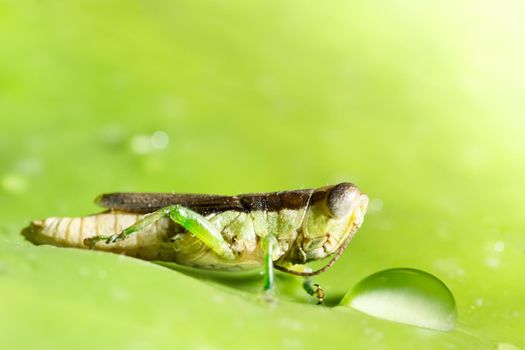 Grasshopper on leaf