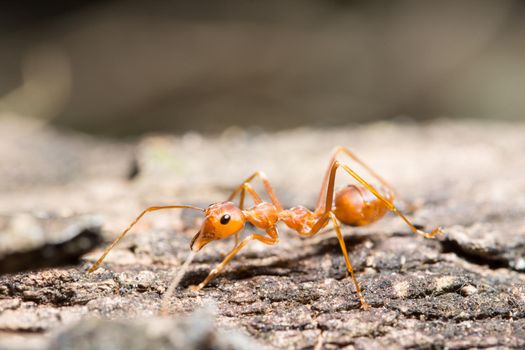 Macro red ant