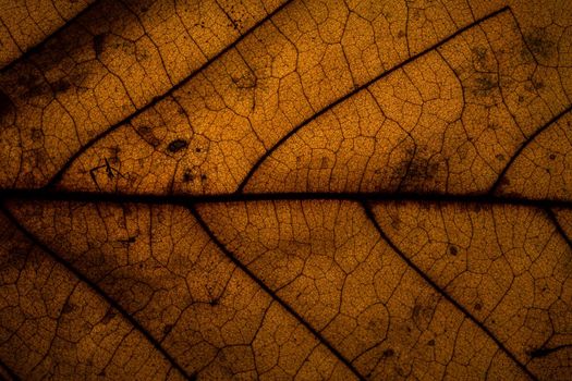 Macro background, dried leaf pattern