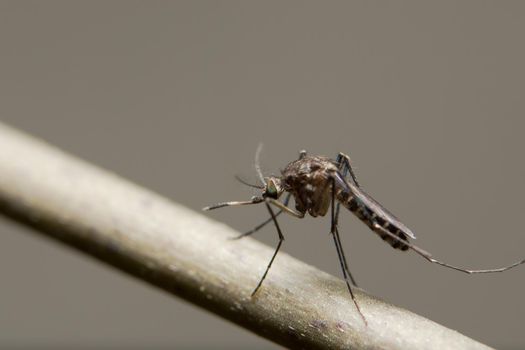 Mosquito close-up photo on a branch