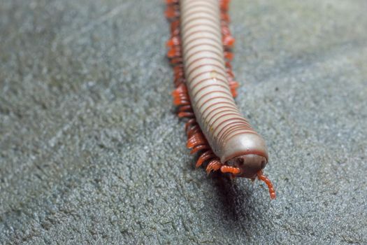 Close up of gray millipede