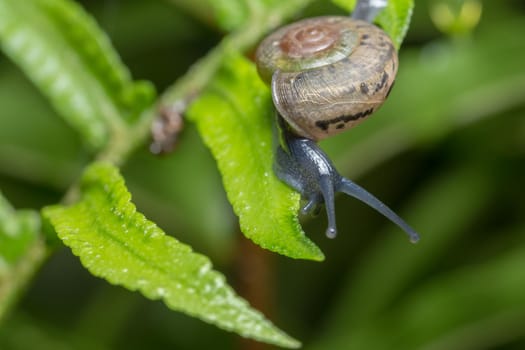 Close-up photo of a snail walking on a leaf