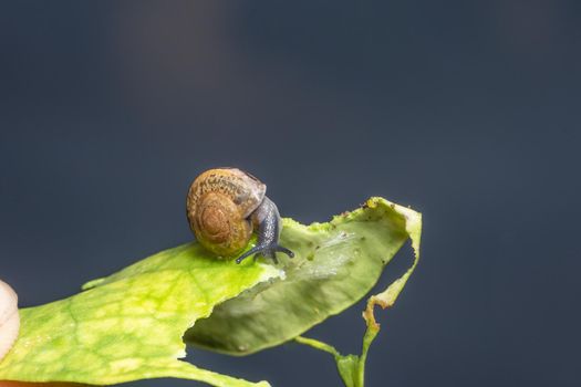 Snail close up