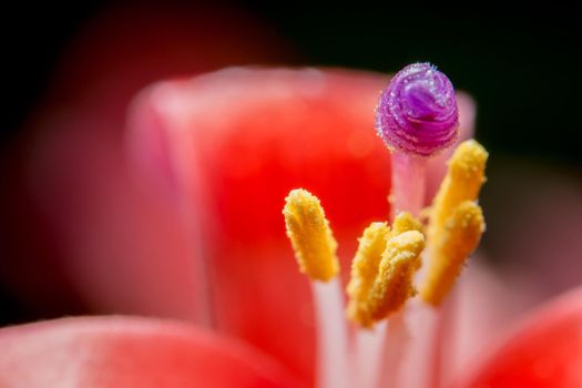 Close up photo of pineapple flowers