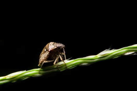 Hemiptera close-up photo on a branch