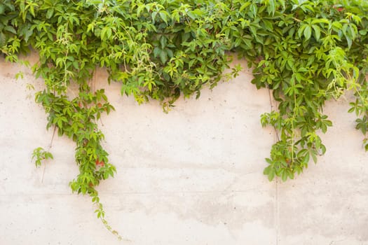 concrete wall with green grape. Background of textured old concrete wall with climbing plant Virginia creeper -virgin grape, lat. Parthenocissus quinquefolia on it.