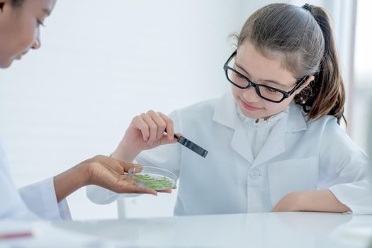 Young Caucasian scientist girl hold magnifying glass and look to glass plate with piece of plant tissues that hold by African American friend during do experiment in laboratory or classroom.