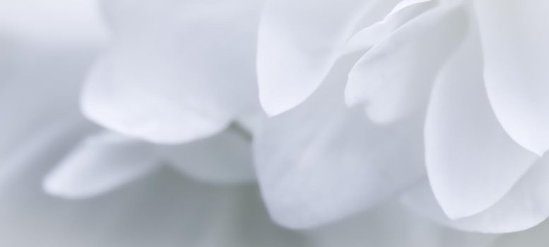 Soft focus, abstract floral background, White terry Jasmine flower petals. Macro flowers backdrop for holiday brand design