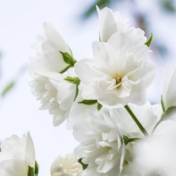 Soft focus, abstract floral background, White terry Jasmine flower petals. Macro flowers backdrop for holiday brand design