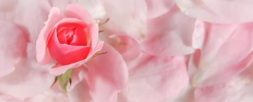 Botanical concept, invitation card - Soft focus, abstract floral background, bud of pink rose flower. Macro flowers backdrop for holiday brand design