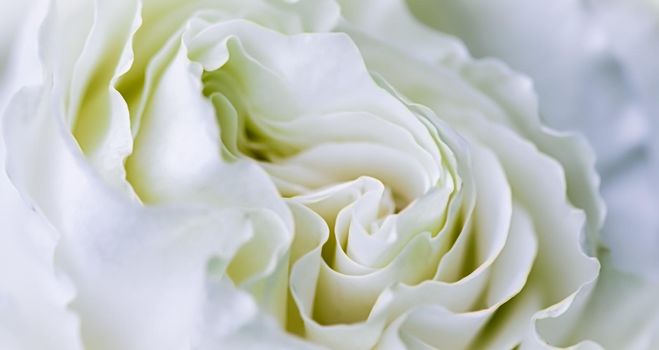 Abstract floral background, white rose flower petals. Macro flowers backdrop for holiday design. Soft focus.