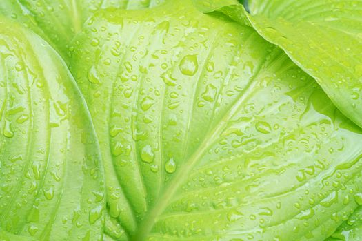 leaf hosts with raindrops close up as background. High quality photo