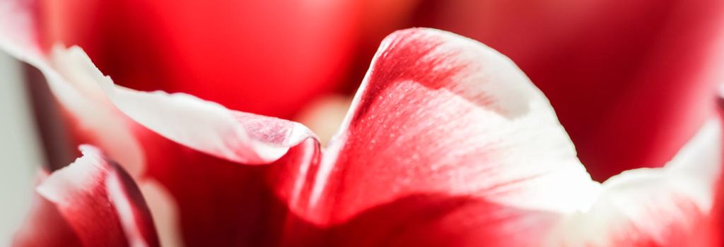 Abstract floral background, red tulip flower petals. Macro flowers backdrop for holiday brand design. Botanical concept