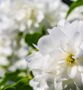 White terry jasmine flowers in the garden. Macro floral background