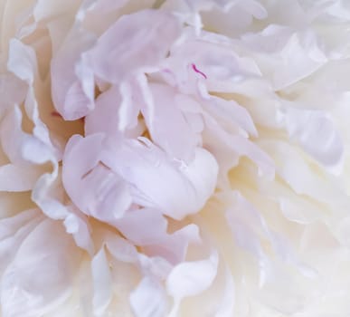 Botanical concept, invitation card - Soft focus, abstract floral background, white peony flower petals. Macro flowers backdrop for holiday brand design