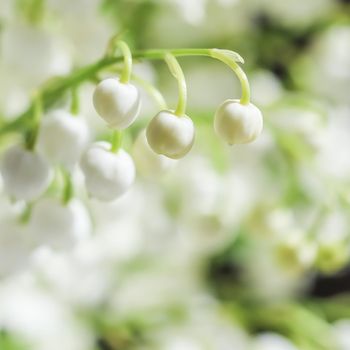 Blooming lily of the valley flowers. Natural floral background. Selective focus