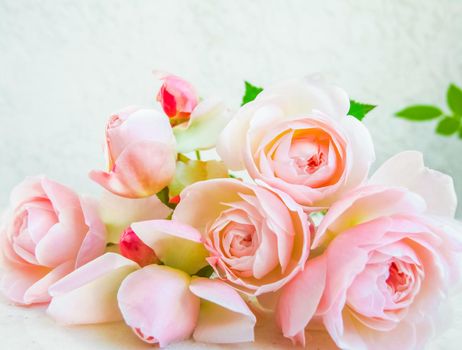 Pink roses isolated on white background. Perfect for background greeting cards and invitations of the wedding, birthday, Valentine's Day, Mother's Day.