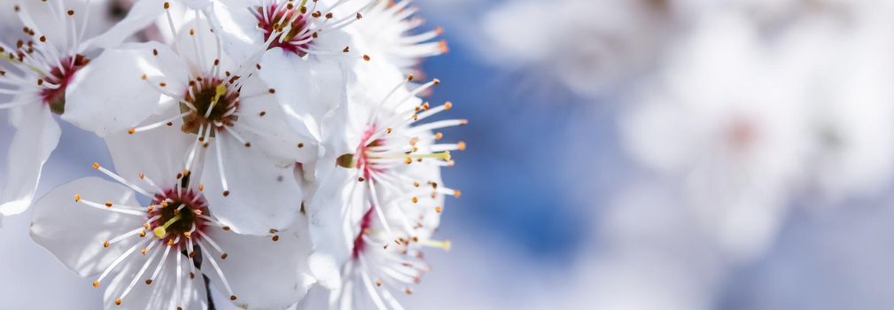 Cherry blossoms in spring. Beautiful white flowers against blue sky