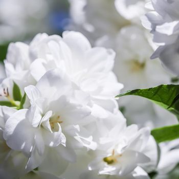 White terry jasmine flowers in the garden. Floral background