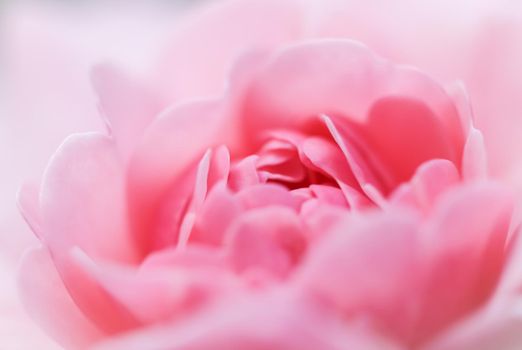 Botanical concept, wedding invitation card - Soft focus, abstract floral background, pink rose flower. Macro flowers backdrop for holiday brand design