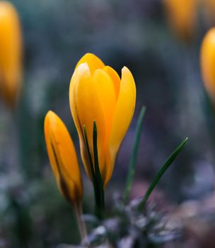Spring is coming. The first yellow crocuses in my garden