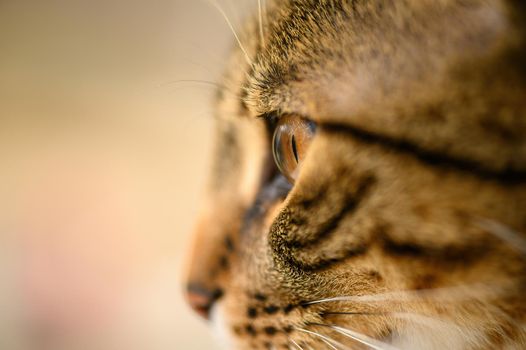 Young european shorthair breed cat's head, very shallow DOF, selective focus at left eye