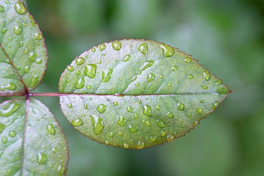 rose leaves with raindrops on a beautiful background. High quality photo