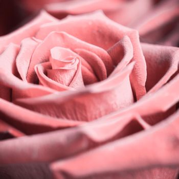 Beautiful pink rose. Perfect background for a greeting card