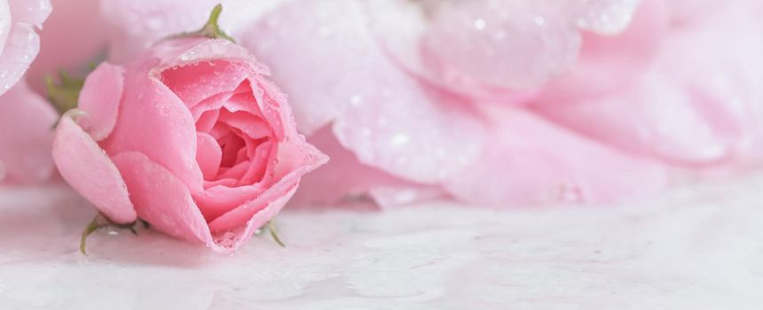 Beautiful pink rose with water drops on white marble. Can be used as a background. Romantic style