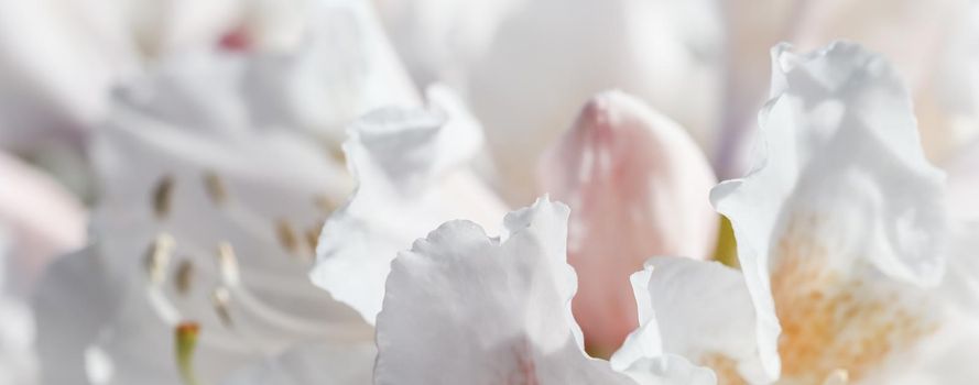 Botanical concept - Soft focus, abstract floral background, white Rhododendron flower petals. Macro flowers backdrop for holiday brand design