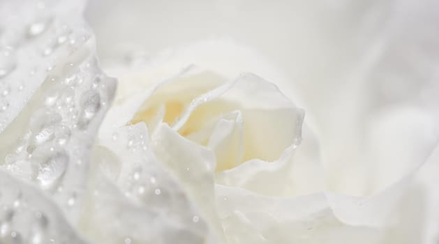 Beautiful white rose with water drops. Can be used as background. Soft focus. Romantic style