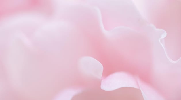 Botanical concept, wedding invitation card - Soft focus, abstract floral background, pink rose flower petals. Macro flowers backdrop for holiday brand design