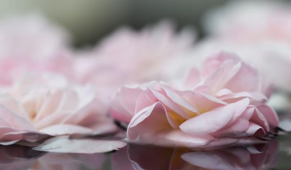 Pale pink rose flowers and white petals on the water. For a water festival or spa