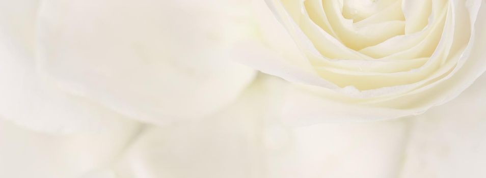 Botanical concept, wedding invitation card - Soft focus, abstract floral background, white rose flower. Macro flowers backdrop for holiday brand design