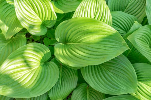 green leaves hosts close up as background. High quality photo