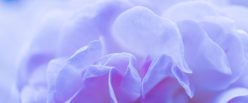 Soft focus, abstract floral background, blue rose petals. Macro flower backdrop for holiday brand design