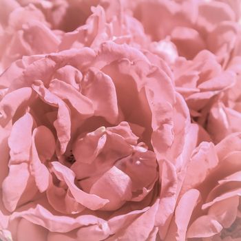 Background of beautiful pink roses. Ideal for greeting cards for wedding, birthday, Valentine's Day, Mother's Day.