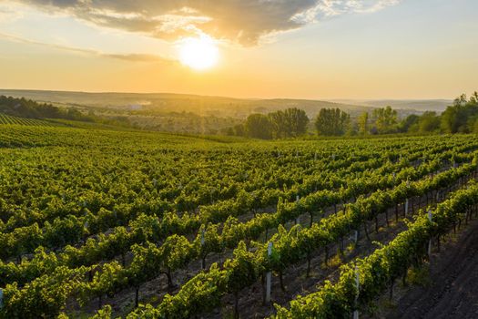 Beautiful sunset over green hills cocvered by growing vine rows, Cricova, Moldova