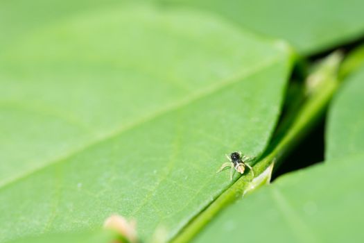 Macro Spider on Leaf