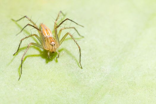 Spider on the leaf