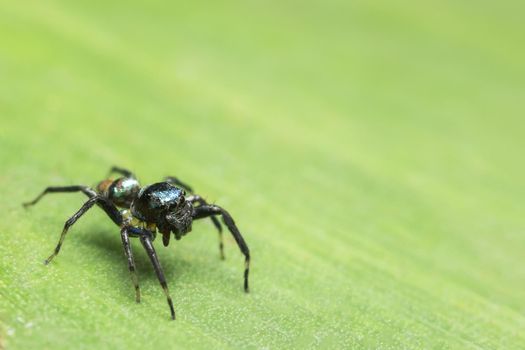 Macro Spider on Leaf